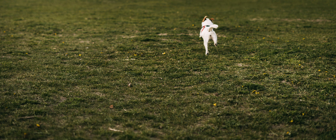 Rückruf? Interessiert mich nicht! Wenn dein Hund draußen einfach macht, was er will