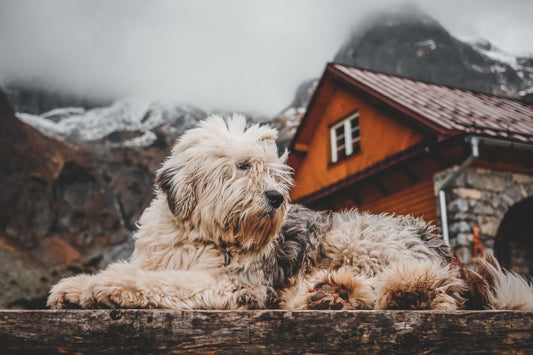Deutschland mit Hund entdecken – Deine nächsten Ausflugsziele