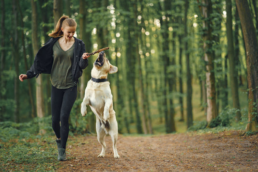 Tolle Wurst – aber bitte nicht auf dem Weg: Warum Hundekot aufgehoben werden sollte