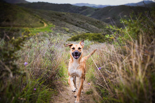Wandern mit Hund – Natur genießen, Hinterlassenschaften regeln