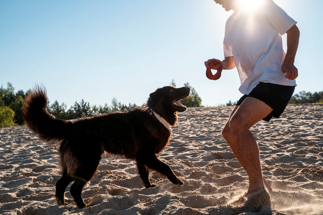 Zu wenig zu tun? Dann sucht sich dein Hund selbst was…