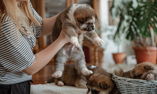 Pfützen passieren – so wird dein Hund stubenrein