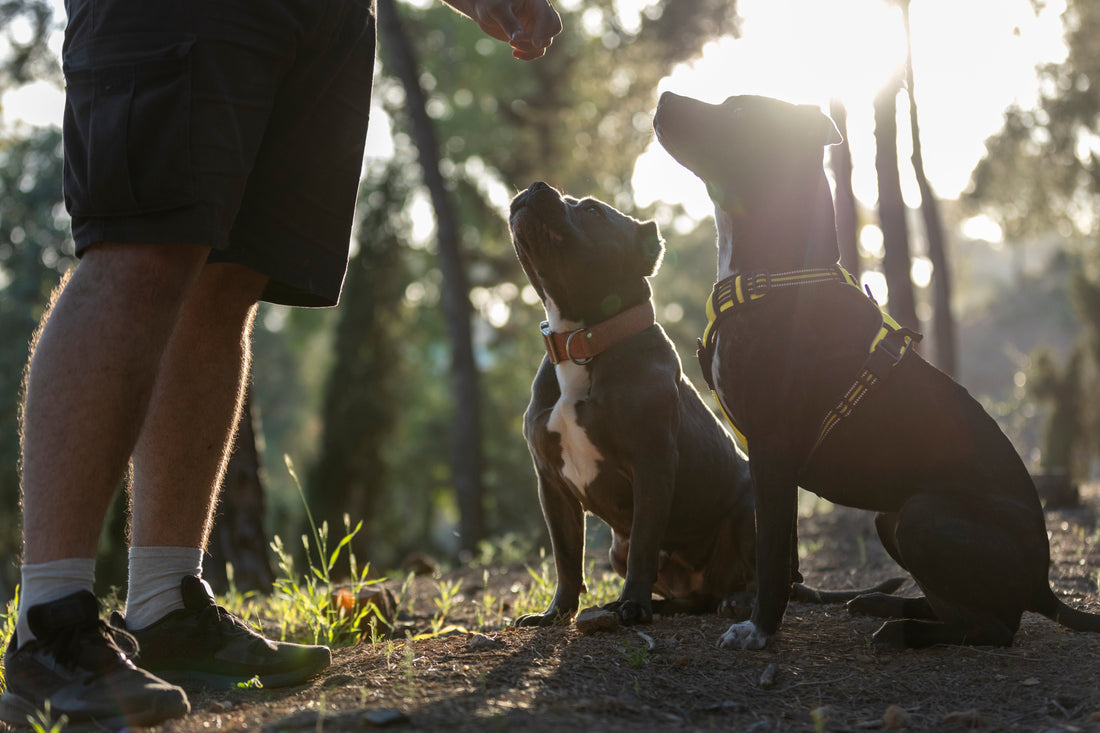 Staubsauger auf vier Pfoten: Warum Hunde draußen alles fressen wollen