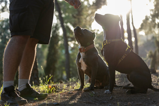 Staubsauger auf vier Pfoten: Warum Hunde draußen alles fressen wollen